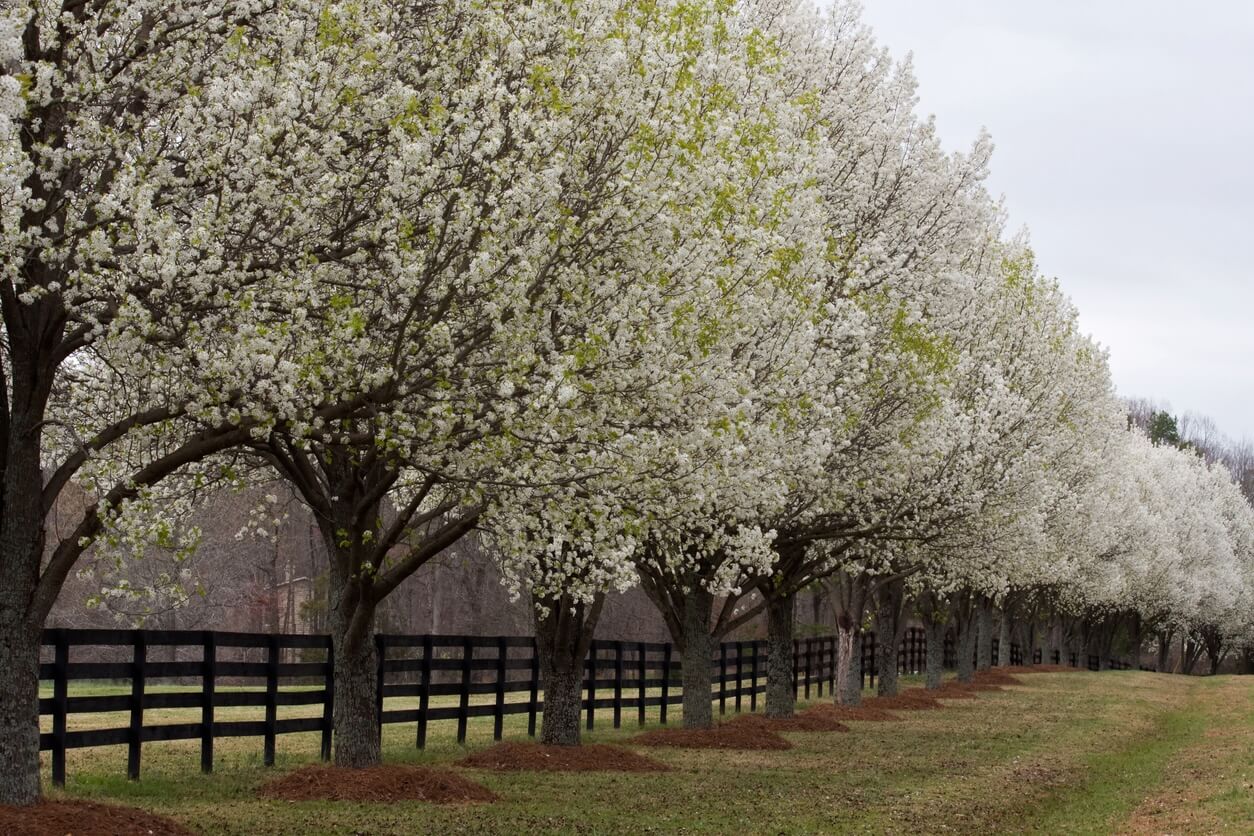 Bradford Pears: Why People Love to Hate These Trees