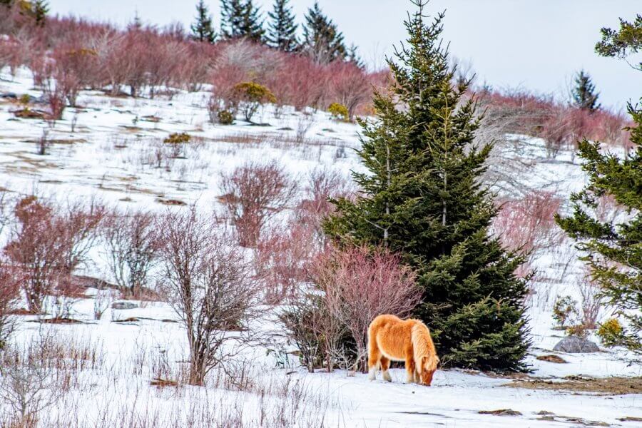 On a snowy hillside, a pony grazes peacefully, surrounded by trees and sparse shrubs—a perfect scene for a First Day Hikes adventure.