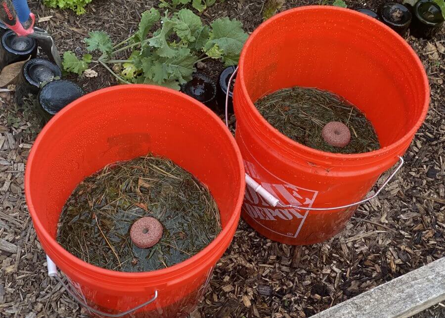 Two red buckets filled with water, pine needles, and mosquito dunks are placed on the ground in a garden area as an effective mosquito hack.