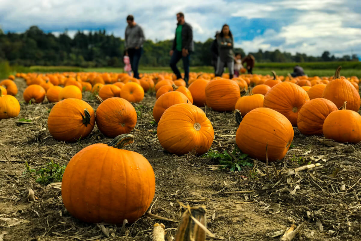 20 Louisville-Area Pumpkin Patches & Haunted Attractions