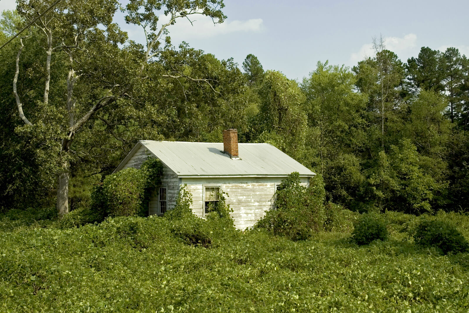 The Vine That Ate the South: 6 Fun Facts About Kudzu