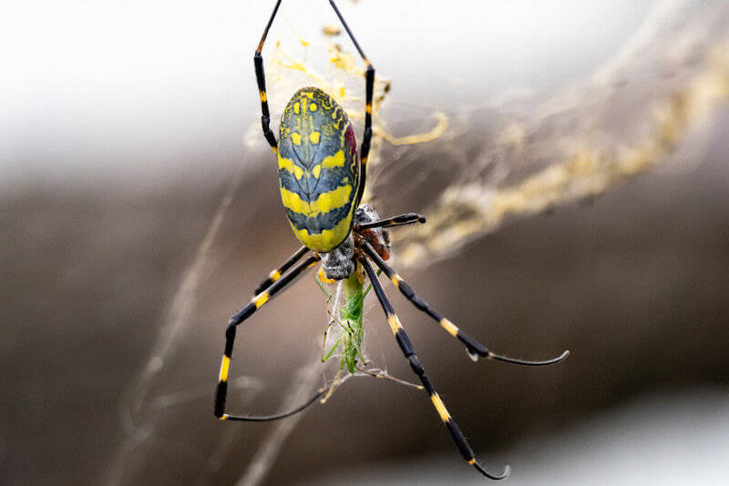 4 Venomous Southern Spiders (and 4 Not to Worry About)