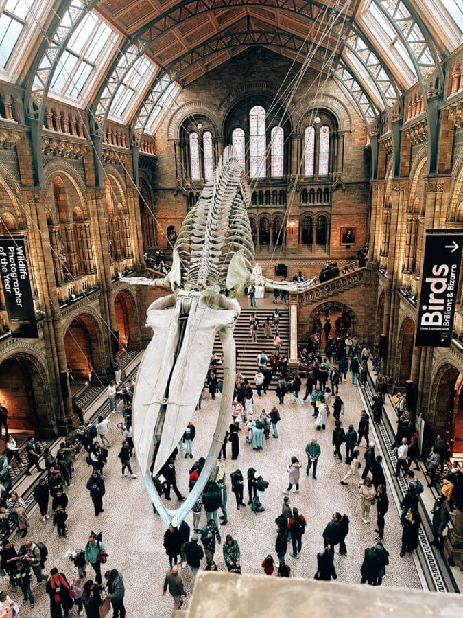 A large whale skeleton hangs in the bustling main hall of a natural history museum, captivating those spending a long weekend in London as they wander around and explore the myriad exhibits.