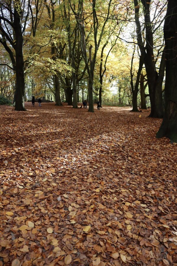 A forest path covered in fallen leaves with people strolling on a long weekend in London, all surrounded by tall trees in autumn.